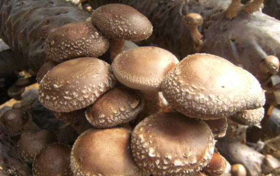 香菇種植.png 香菇種植.png