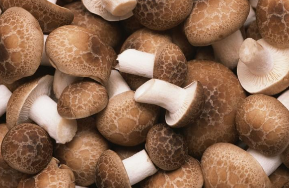 一堆香菇.png 一堆香菇.png