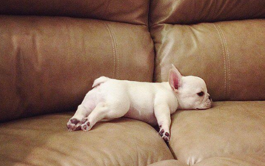 沙發(fā)上的小狗.png