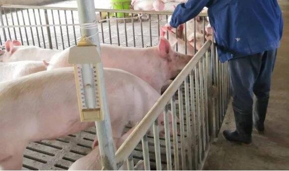 如何科學養(yǎng)豬