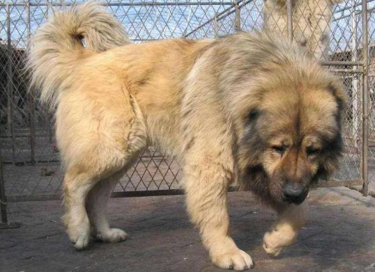 高加索幼犬多少錢一只