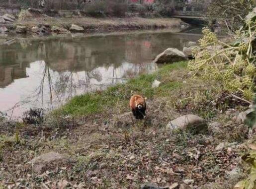 小熊貓.jpg 小熊貓.jpg