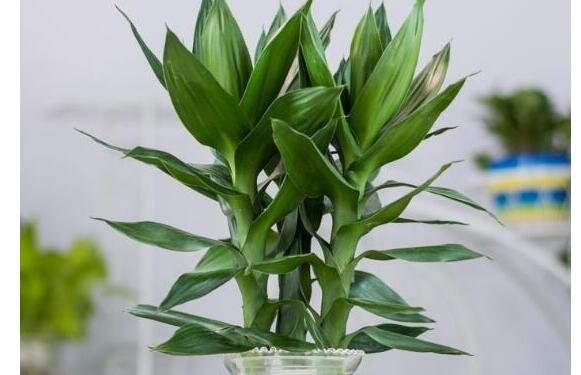 如何養(yǎng)殖富貴竹