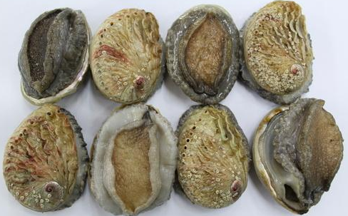 黃金鮑魚和普通鮑魚區(qū)別