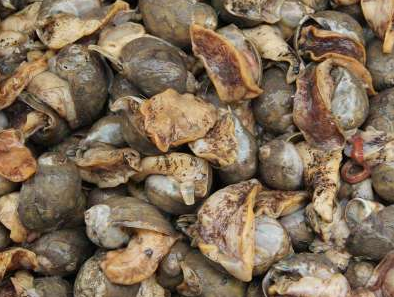 黃金鮑魚和普通鮑魚區(qū)別