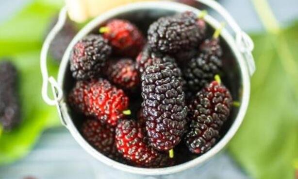 桑葚吃多了有什么壞處