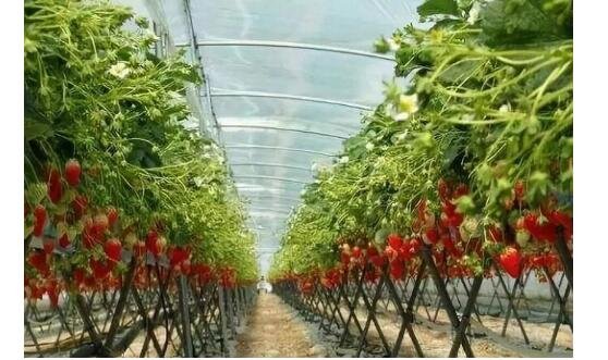 啥時(shí)候種草莓