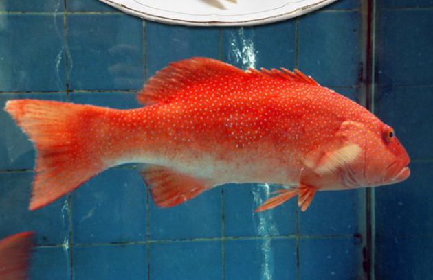 10大名贵海鱼排行榜,世界上最贵的鱼是