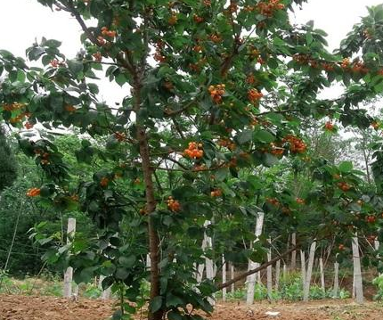 尋求農(nóng)村致富項(xiàng)目