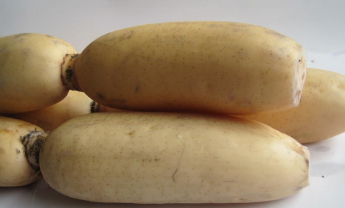 蓮藕.png 蓮藕.png