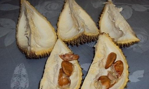 榴蓮核.png 榴蓮核.png