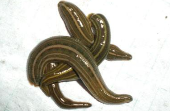 一群螞蟥.png 一群螞蟥.png