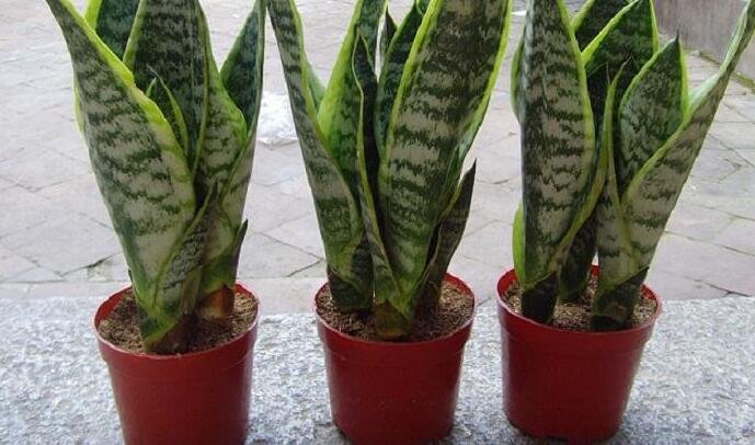 虎皮蘭最好的品種