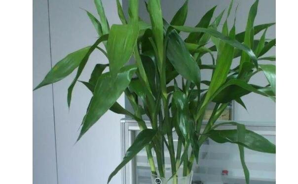 富貴竹怎么修剪