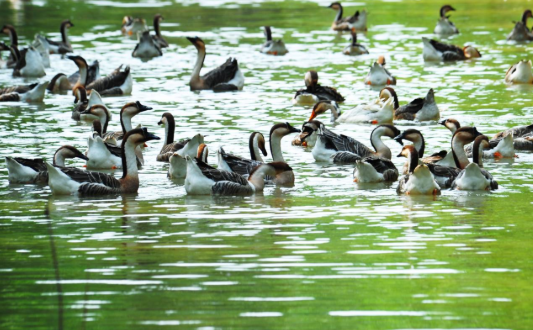 一群野鴨.png