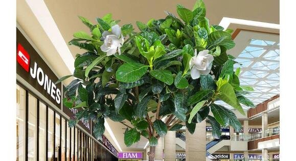 室內(nèi)養(yǎng)什么花最好