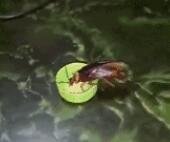 最可恶的虫子莫过于蟑螂！
