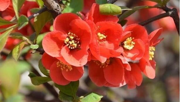 海棠花怎么養(yǎng) 海棠花怎么養(yǎng)