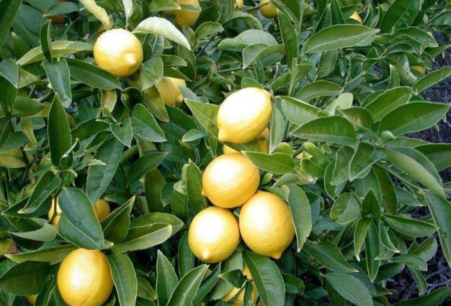 种植柠檬.png