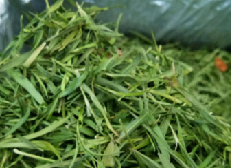 竹葉青屬于綠茶嗎.png 竹葉青屬于綠茶嗎.png