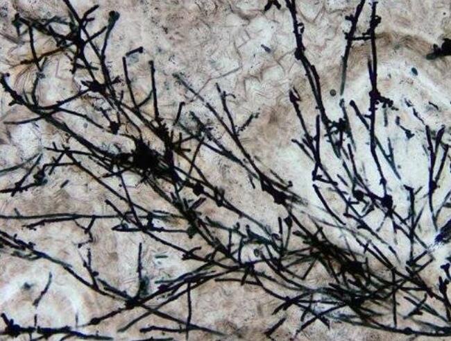 贵州发现6.3亿年前真菌类生物化石.jpg
