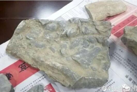 本次發(fā)現(xiàn)化石.jpg 本次發(fā)現(xiàn)化石.jpg