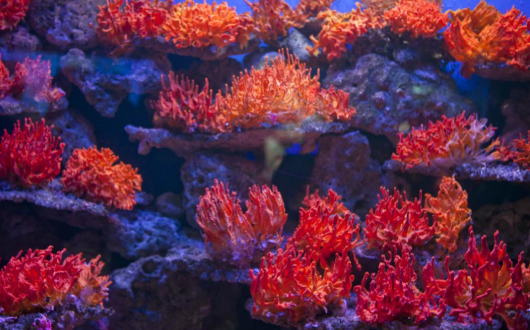 紅珊瑚.png 紅珊瑚.png