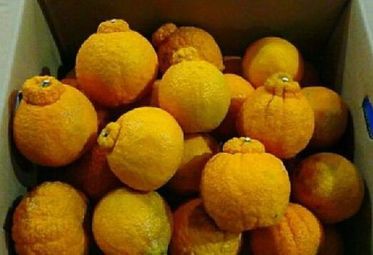 熊本柑橘.jpg