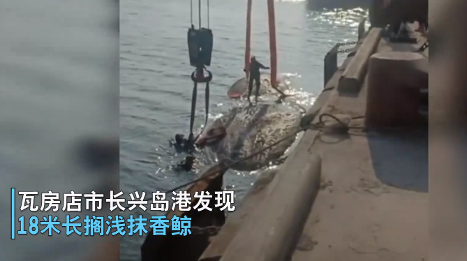 大連渤海海域首次發(fā)現(xiàn)抹香鯨擱淺.png 大連渤海海域首次發(fā)現(xiàn)抹香鯨擱淺.png