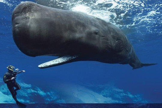 抹香鯨長啥樣.png 抹香鯨長啥樣.png