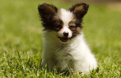 蝴蝶犬多少錢一只