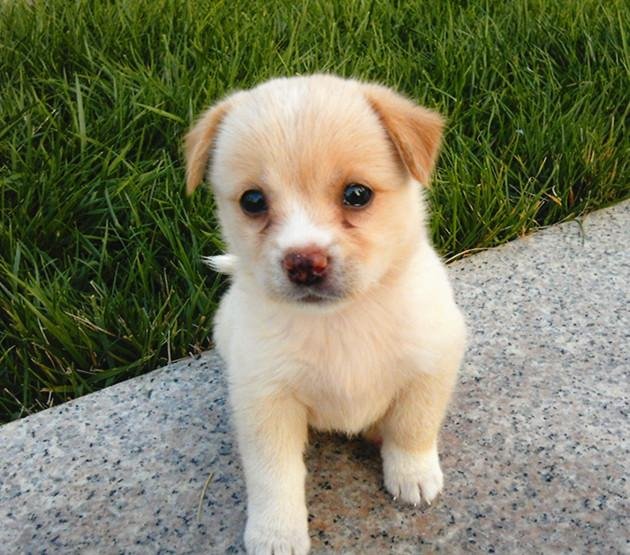 蝴蝶犬多少錢一只