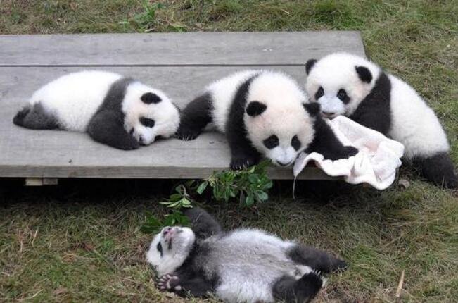 中国大熊猫数量