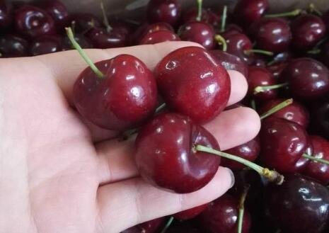 車?yán)遄赢a(chǎn)地在哪里 車?yán)遄赢a(chǎn)地在哪里