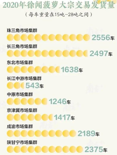 广东徐闻菠萝销量破纪录