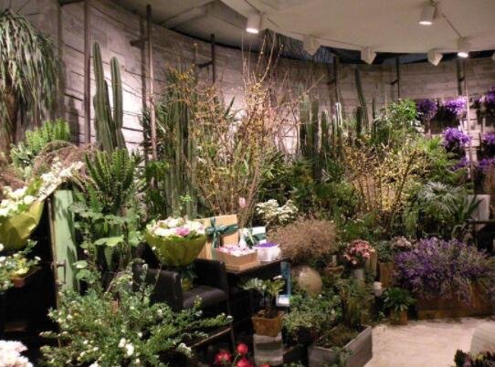 盆景店.jpg 盆景店.jpg