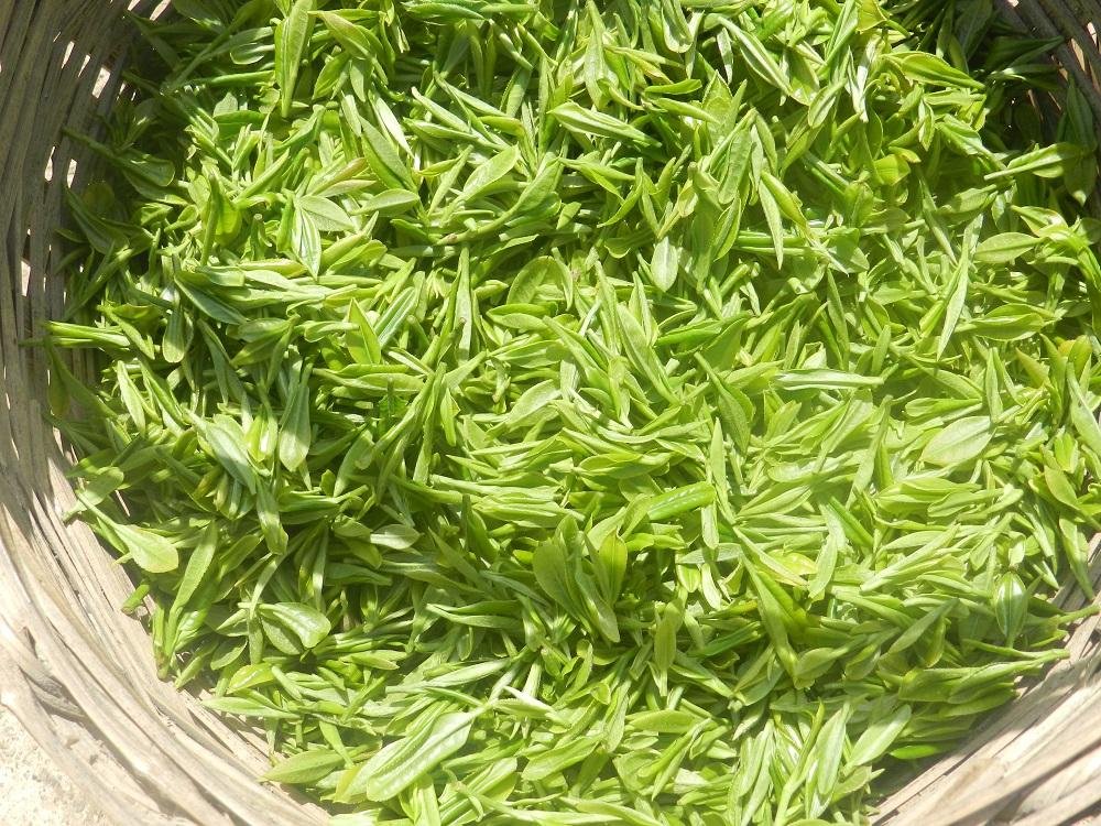 中国十大绿茶排名