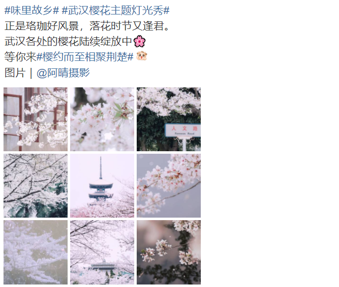 武汉樱花主题灯光秀.png