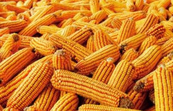 最新玉米價格.jpg