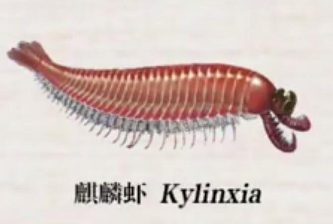 麒麟蝦.jpg 麒麟蝦.jpg