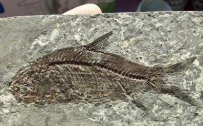 古生物化石.jpg 古生物化石.jpg