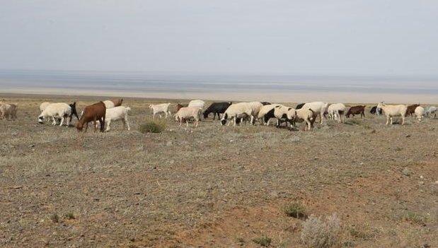 蒙古国荒漠化.png