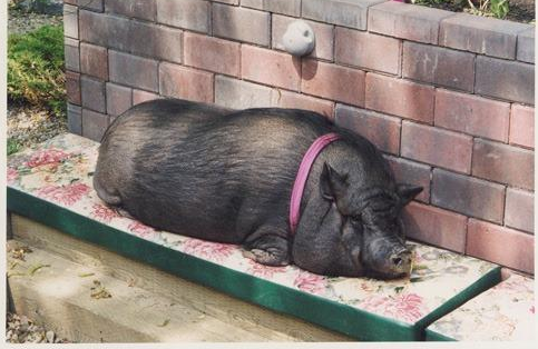 寿命最长的猪.png