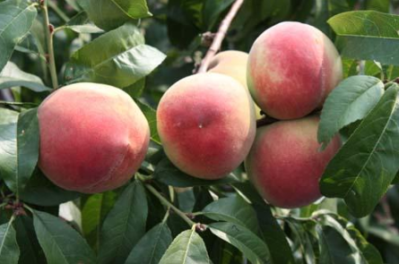 水蜜桃的产地，水蜜桃的传播以及水蜜桃的特色