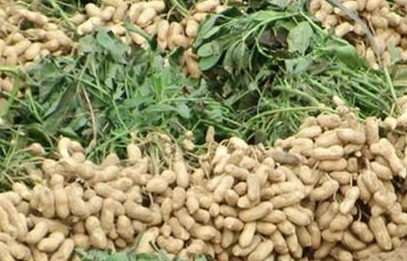 訂單農(nóng)業(yè)項(xiàng)目