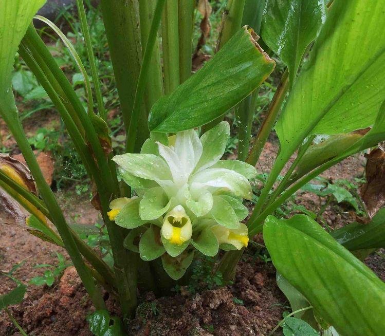 姜黃是什么 姜黃是什么