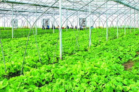 農(nóng)業(yè)市場分析.png 農(nóng)業(yè)市場分析.png