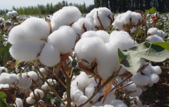 棉花.png