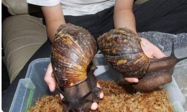 非洲大蜗牛为什么会被列为"入侵物种"呢?