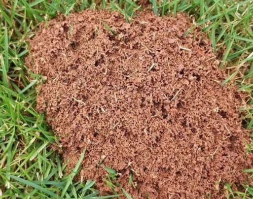 红火蚁入侵12省份专家遇到快跑红火蚁如何才能消灭红火蚁是怎么到中国